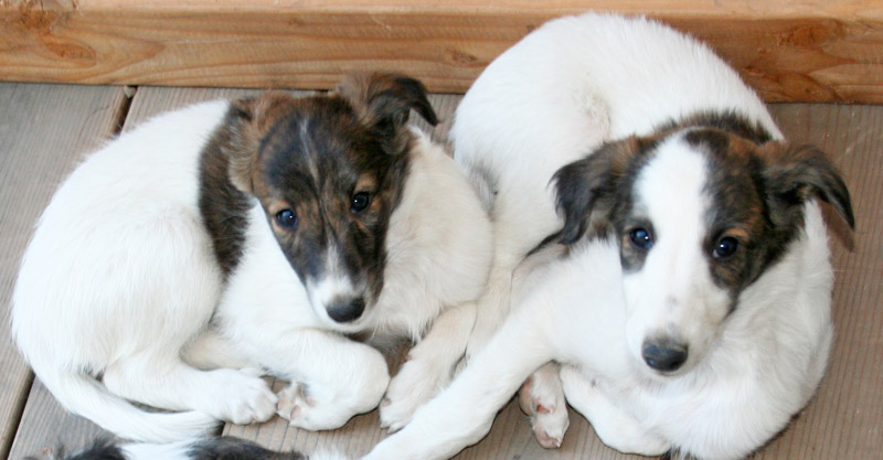 Surf Spots - Reds on Deck